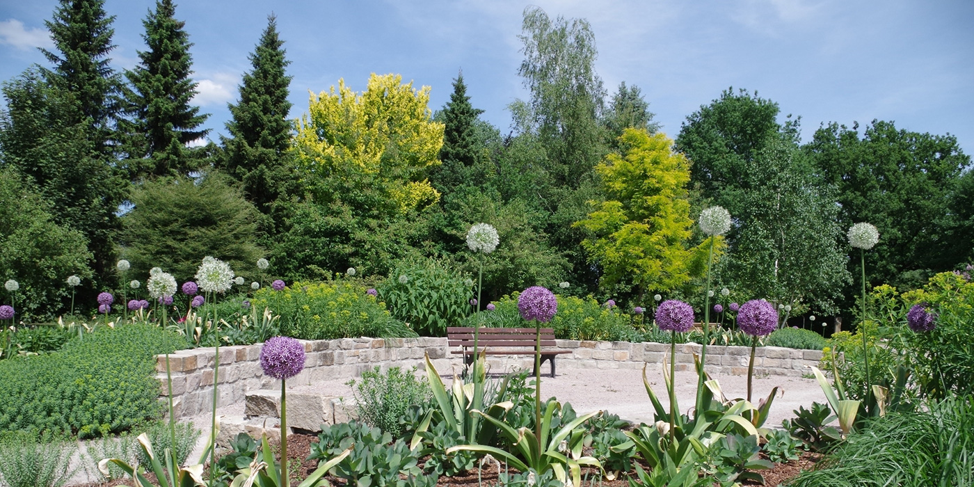 Gräber Baumpark mit Bank, Bäumen und lila Allium vor blauem Himmel