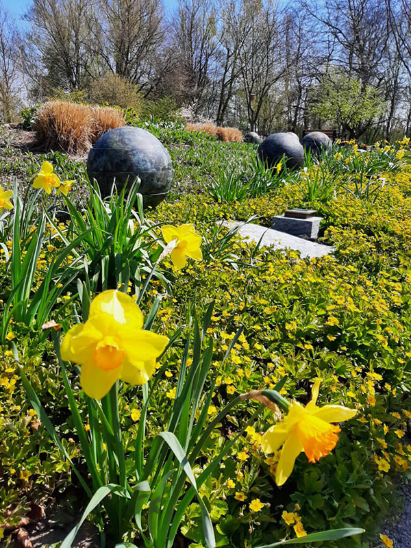 Wasserurne im Staudenbeet mit Narzissen im Baumpark auf dem Friedhof Rellingen