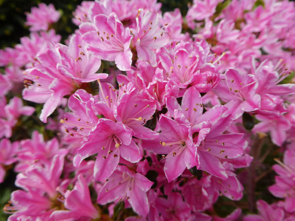 Friedhof Grabpflege Dauerbepflanzung Rhododendron in pink