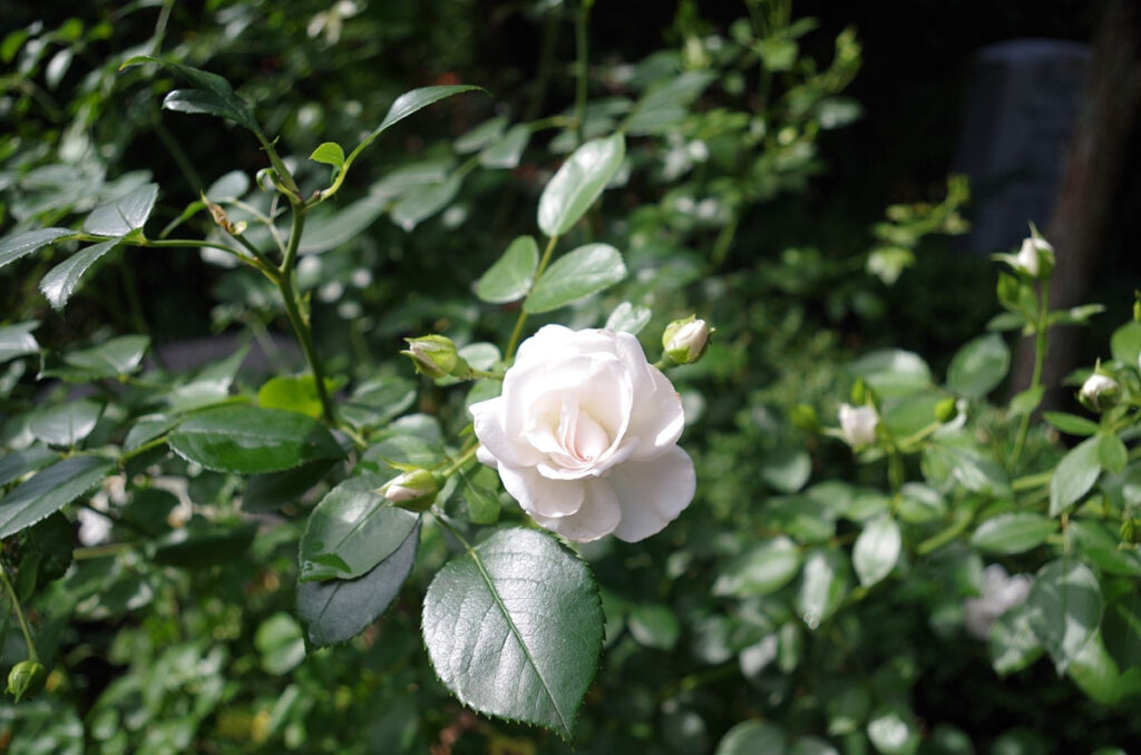 Friedhof Dauerbepflanzung: Rose mit weißer Blüte