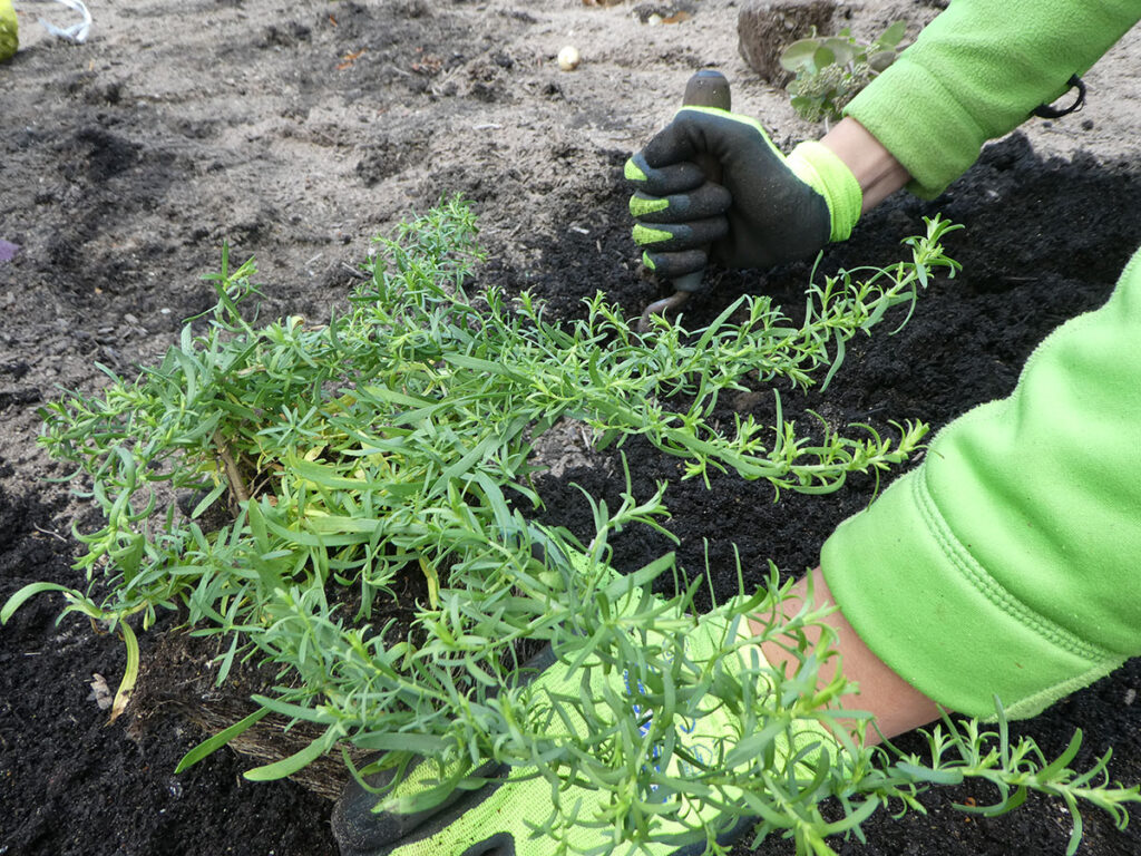 Hände mit Handschuhen in Grün pflanzen Lavendel in Erde