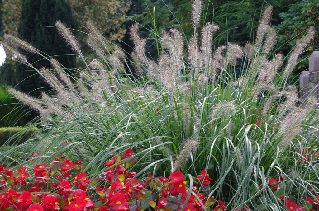 Eisbegonien und Gräser rote Blüten