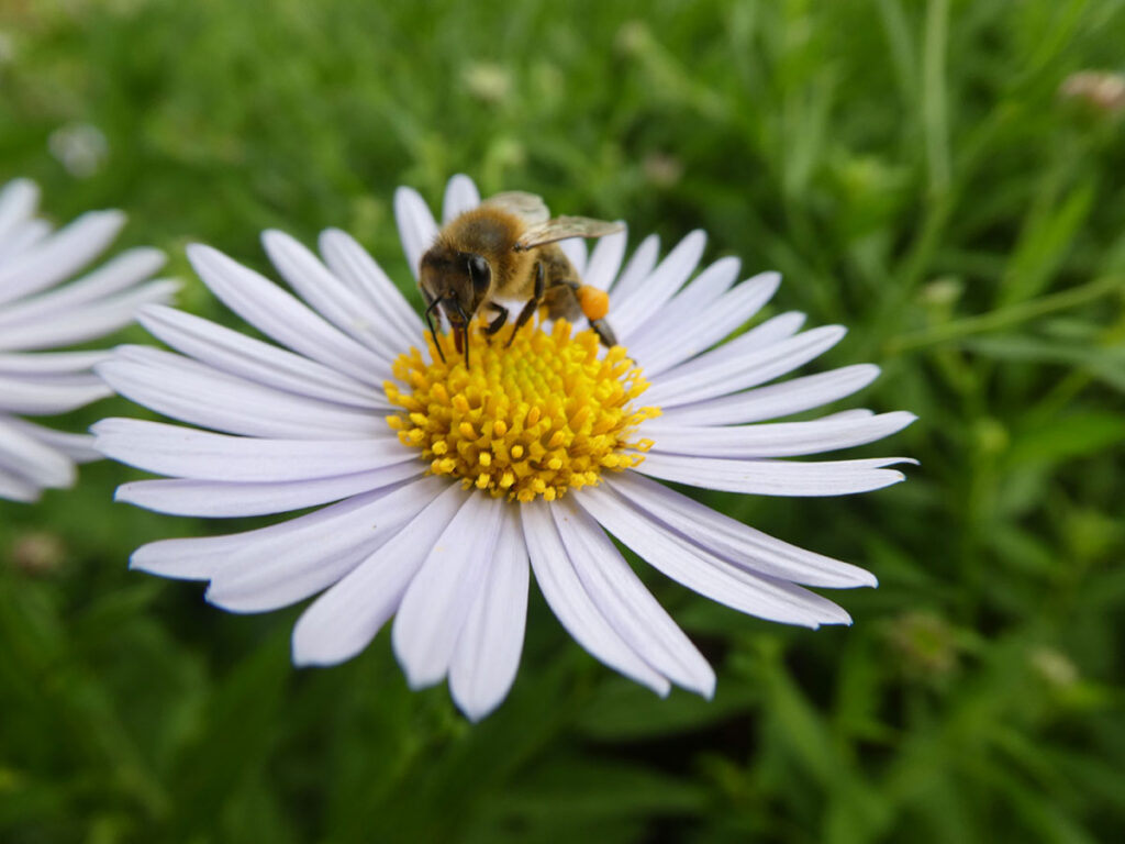 Biene auf Kalimeris Blüte