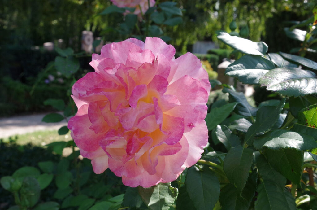 Rhododendron Blüte mit rosa Blätter