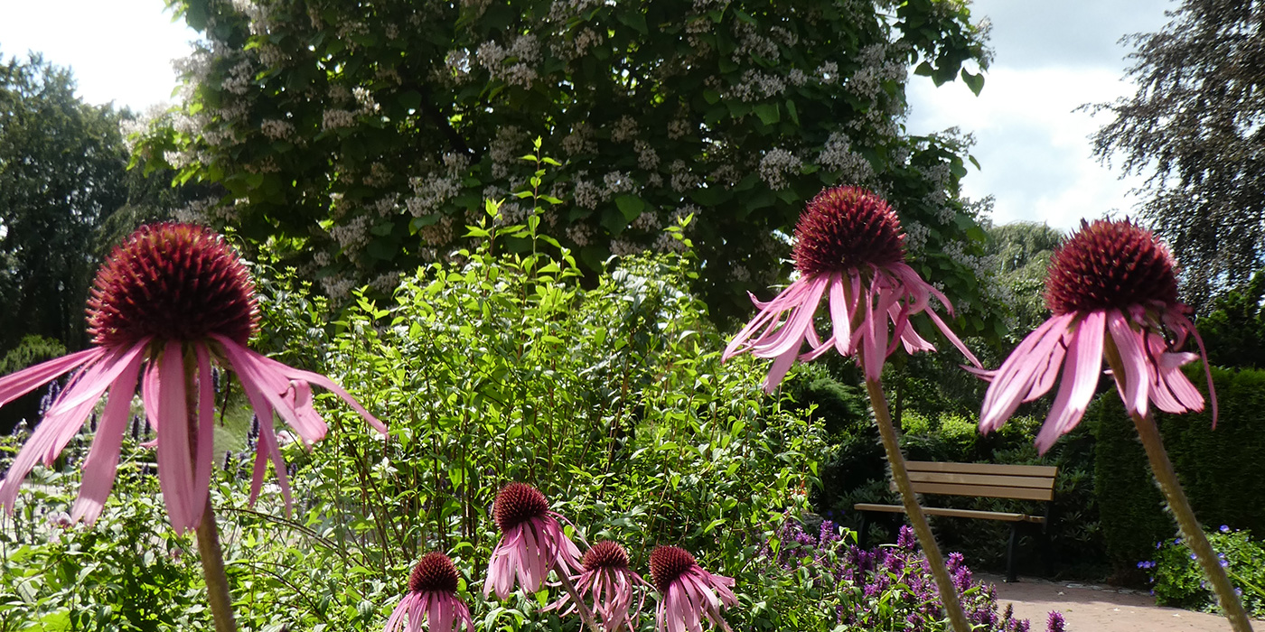 Büsche und Bank vor blauem Himmel und Blumen mit rosa-roten Blüten