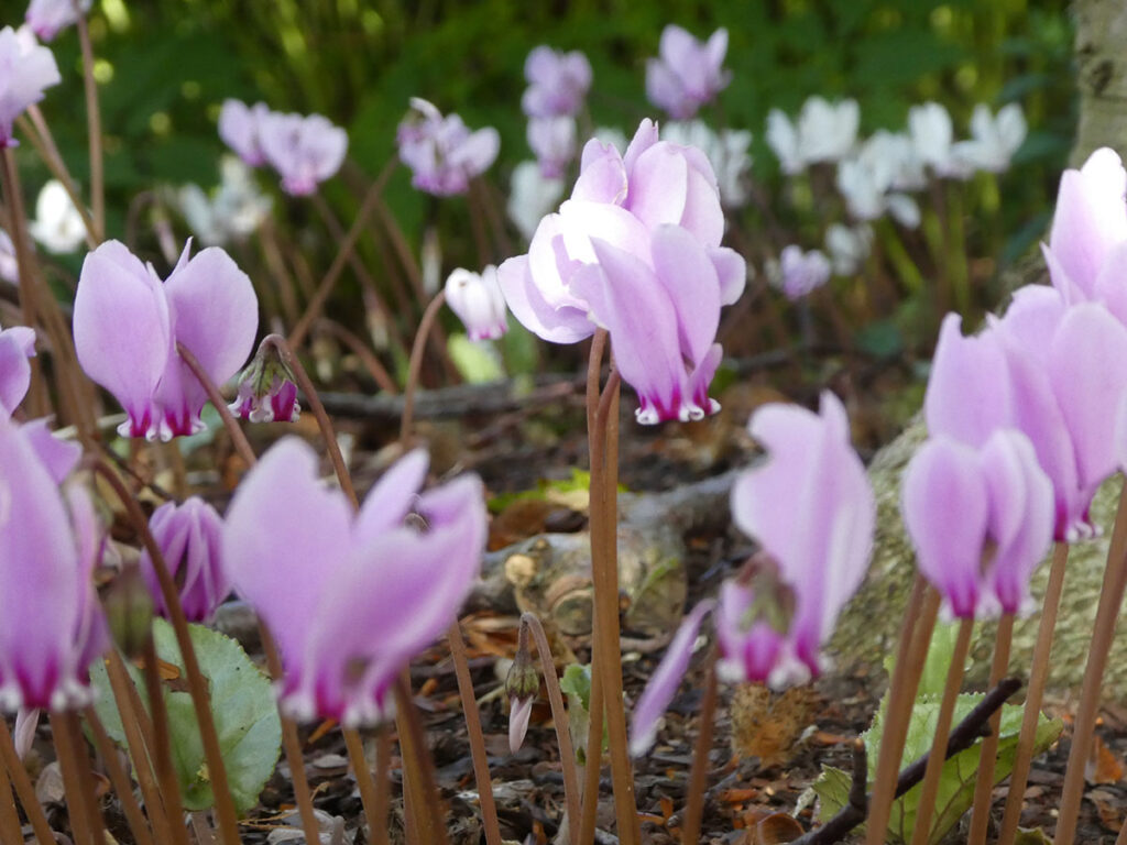 Grabpflege Herbst Cyclamen Blüten lila