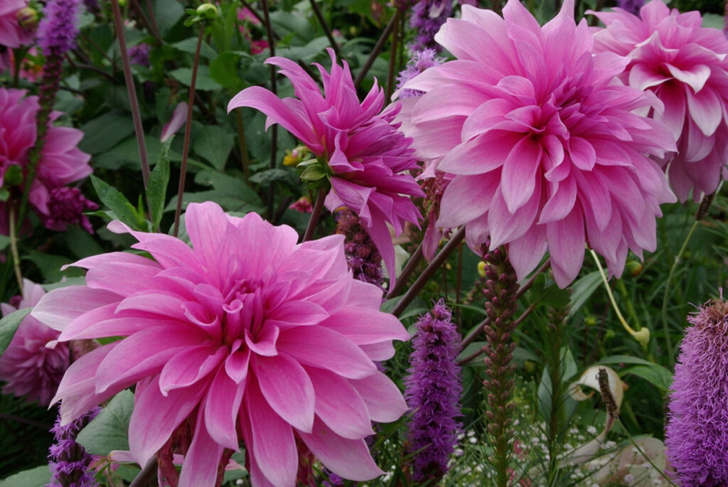 Grabpflege Sommer Blüten in Pink und Lila