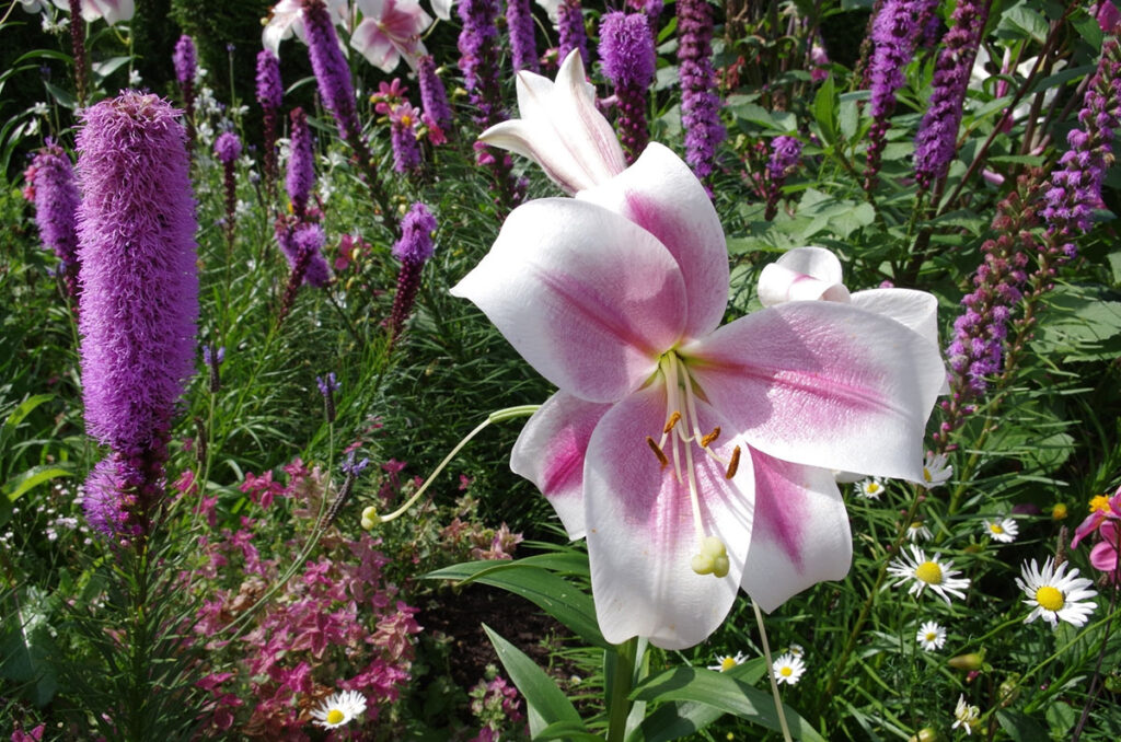 Grabpflege Sommerbepflanzung Blüte weiss-rosa-lila