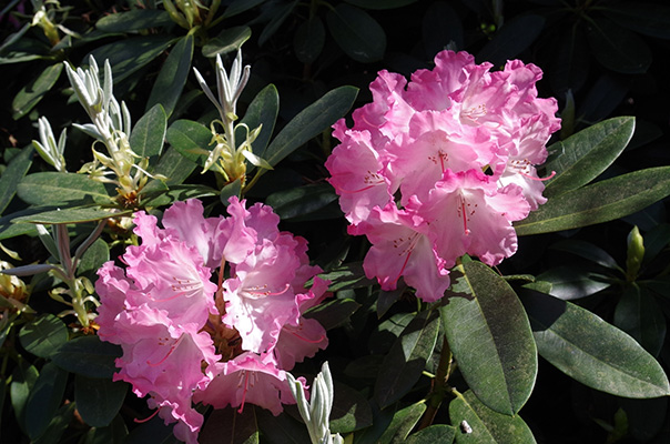 Rhododendron Blüten rosa-pink-weiß