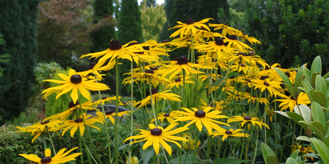 Gelbe Blüten von Blumen vor Bäumen auf Friedhof